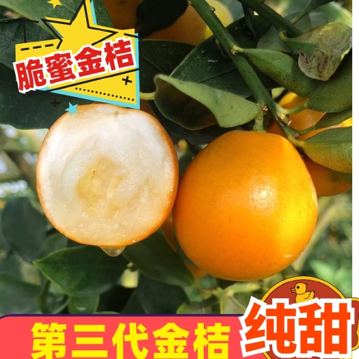 脆蜜金桔 纯甜无核 新品种第三代金桔,代收代发对接市场档口