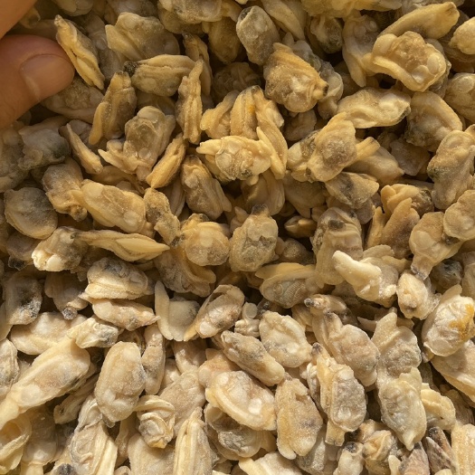 花蛤肉厂家直销，原产地鲜美可口，放心食用。