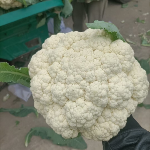 通许县河南开封通许精品花菜大量上市中有需要的新老客户请联系我！