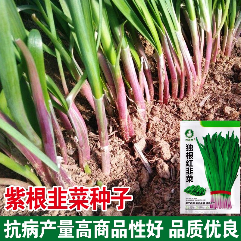 祁东县独根红韭菜种子 高产抗病 生长势强 适应性广
