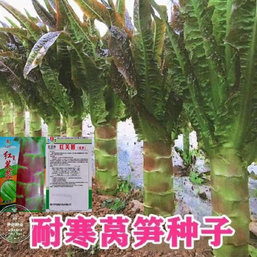 邵东市香丝红莴苣种子莴笋紫绿色秋冬栽培耐低温香笋口感嫩脆四季春夏秋