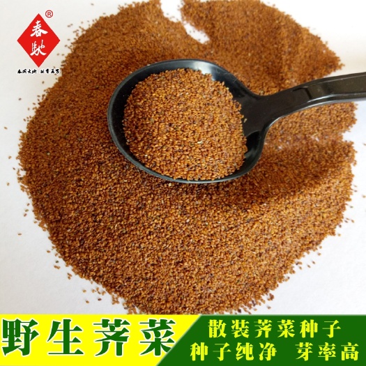 野生荠菜种子大叶四季播种阳台盆栽特色蔬菜种子野菜花叶荠菜种子