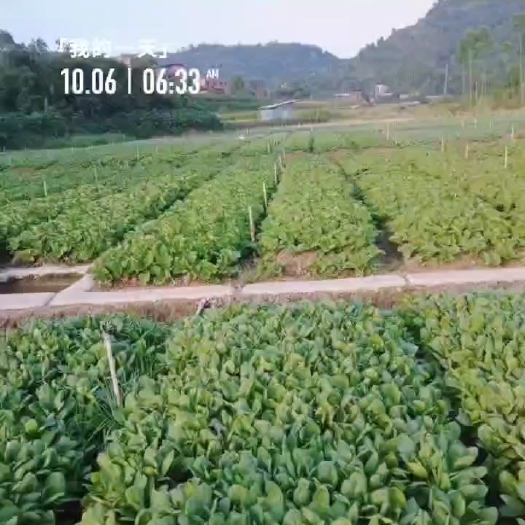 重庆市飘儿白，茭白，菜心，筒蒿