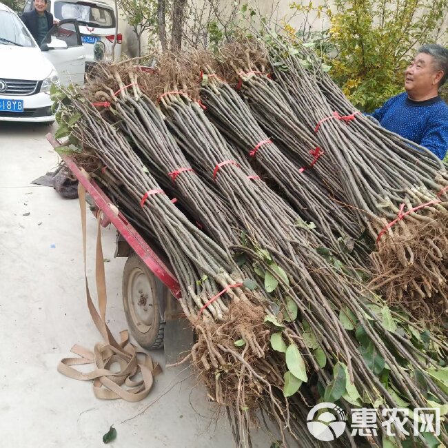 苹果苗，苹果树苗批发，自家苗圃培育出售。无中介。