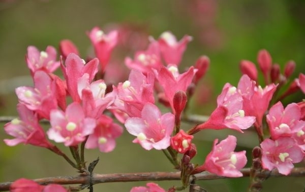 临沂丁香