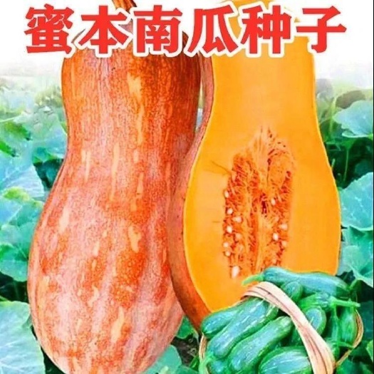邵东市早熟高产蜜本南瓜种子超甜粉面早栗甜南瓜耐贮运四季大田蔬菜种籽