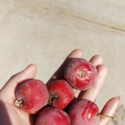 新鲜山楂片