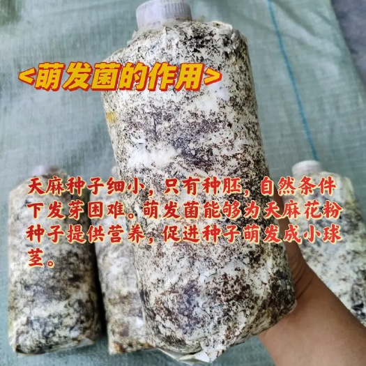 萌发菌 天麻萌发菌 蜜环菌