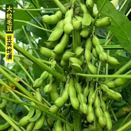 邵东市菜毛豆种子早熟大荚鲜食毛豆种籽高产春秋四季青黄豆菜豆蔬菜种子