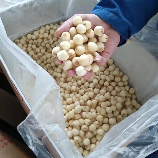宁都县一年四季出售江西去皮去心的新鲜莲子，味道鲜甜、儒，糯冬季补品