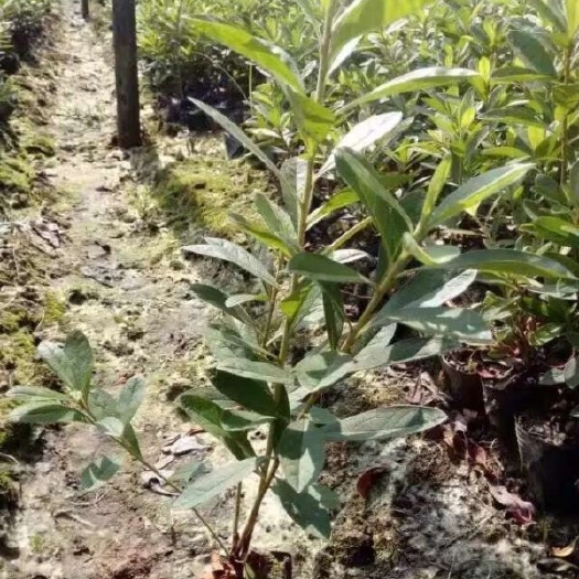 临沂春鹃
