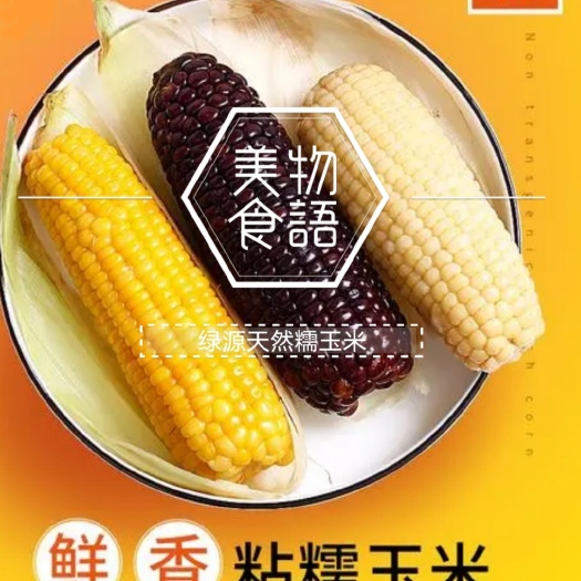 岢岚县【现货】精品糯玉米 黑糯玉米 黄糯玉米，产地直发，欢迎联系！