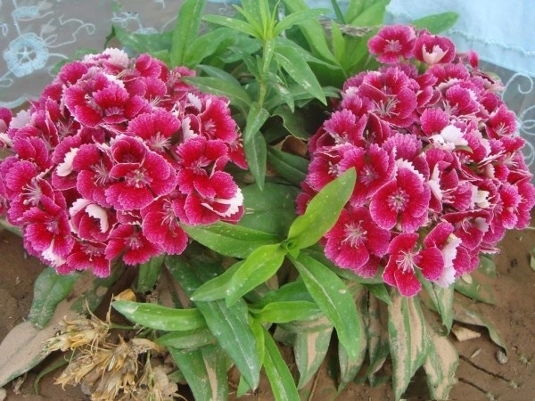 临沂常夏石竹