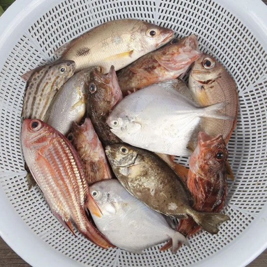钦州批发北部湾各种生猛或冰鲜大杂鱼中大鱼小杂鱼，量大的价格可以谈