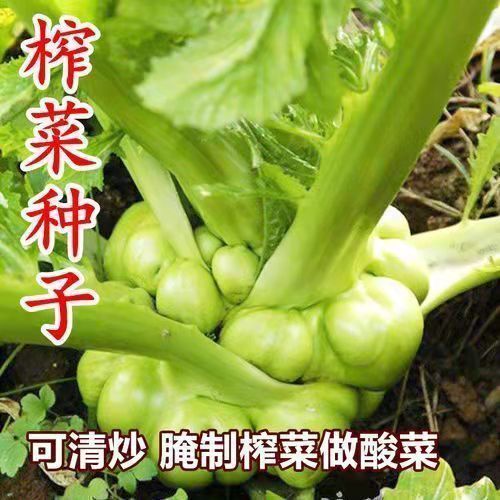 邵东市特大榨菜籽种涪陵榨菜叶用茎用芥菜种子疙瘩菜耐寒耐抽薹蔬菜种子