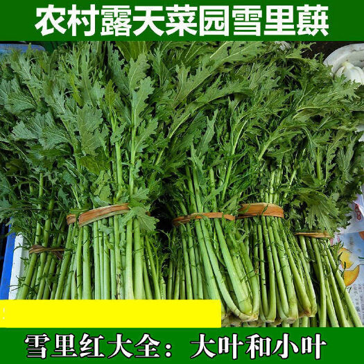 潜江市精品雪里红大量上市