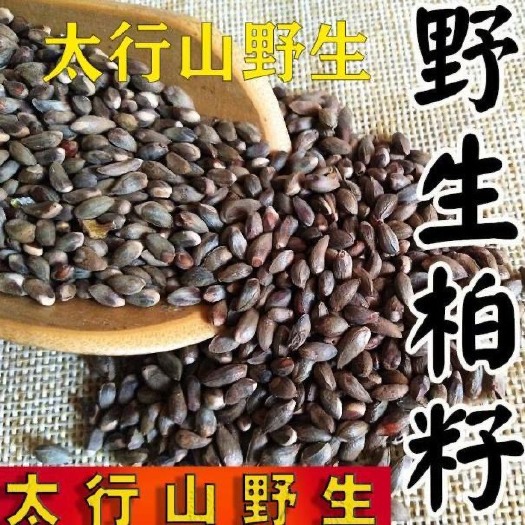 修武县柏籽柏子柏树籽柏树子