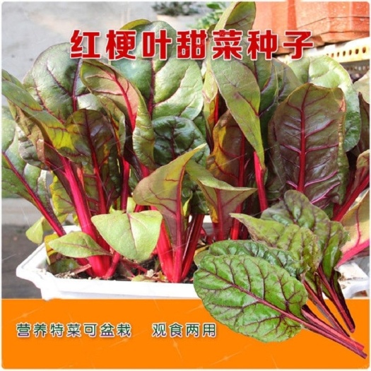 【甜菜根种子】红甜菜 紫菜头种子红菜头 营养蔬菜 红甜菜