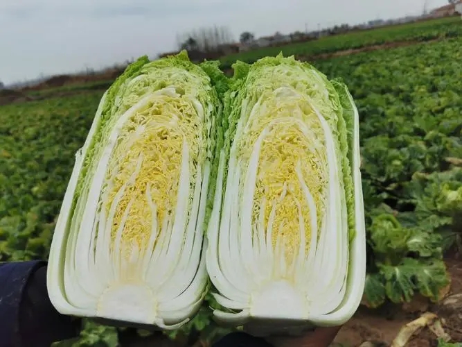 钟祥市湖北精品黄心大白菜  黄心白 产地直供 一手货源 现砍现卖