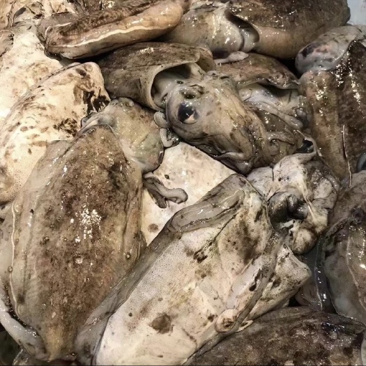 墨鱼