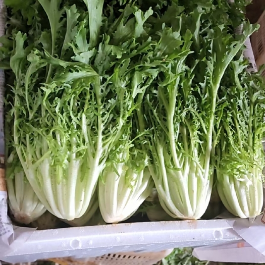 昆明苦菊
