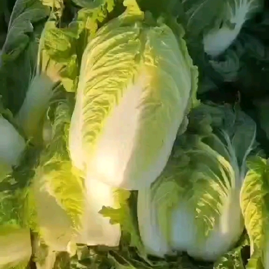凌海市白菜