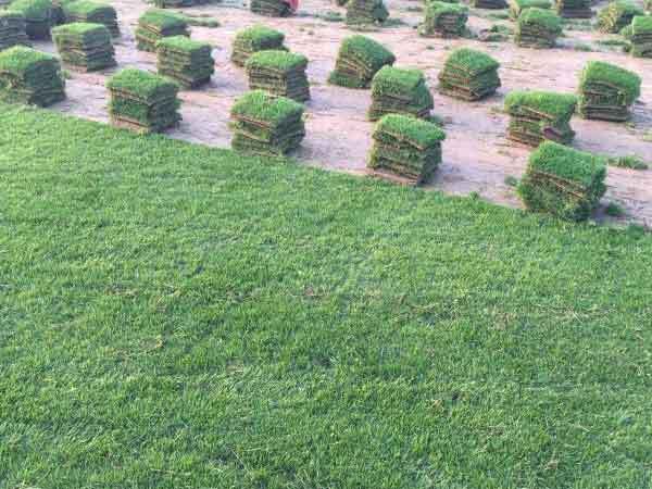 临沂黑麦草草坪