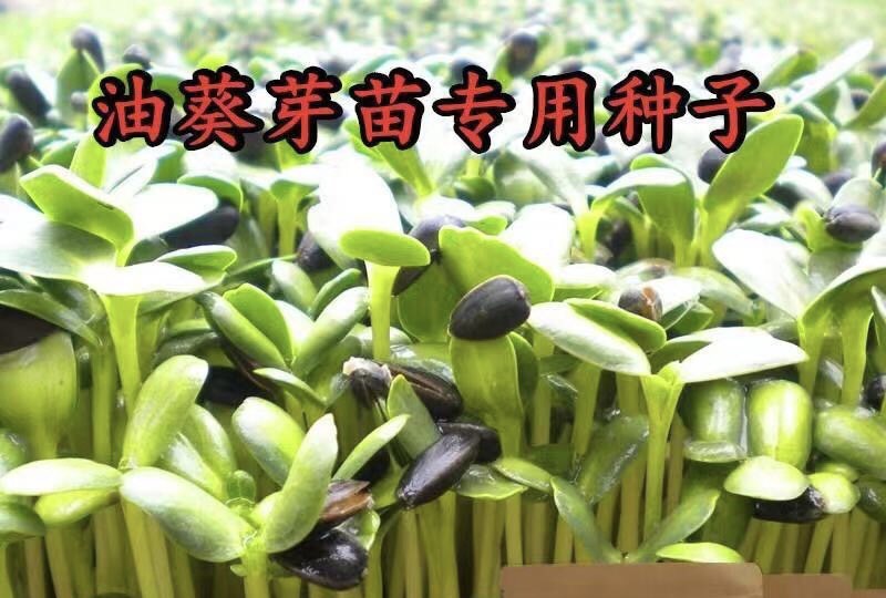 油葵种子 油葵芽苗菜种子 生油葵苗 可做鸽粮 油葵油原料批发