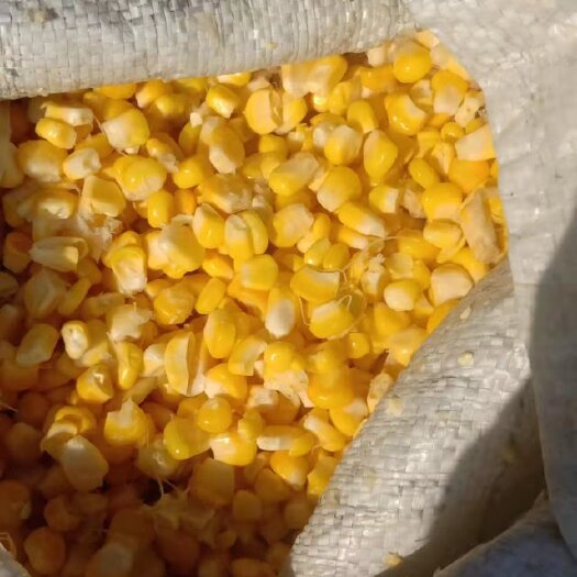 辛集市熟化甜玉米粒   营养高    上膘快