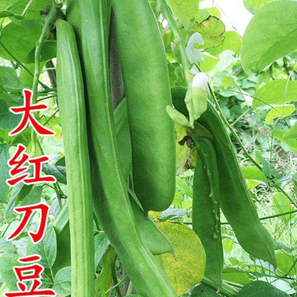 邵东市大红刀豆种子 高产大扁豆种籽刀把豆刀豆种子巴西豆爬藤豆角种子
