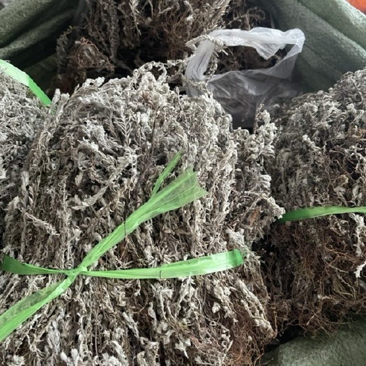 仙居县鹿茸草
