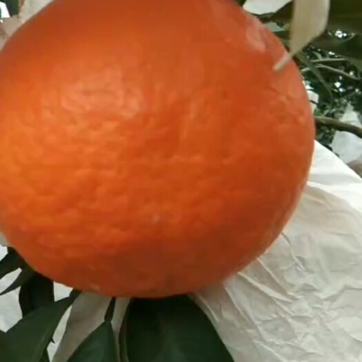 丹棱县爱媛果冻橙