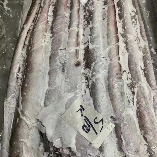 福州巴基斯坦鳗鱼规格如下500/1000 1000/2000 等