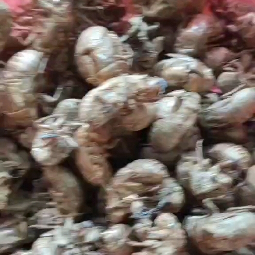 广水市供应蝉蜕，沙地货大个蝉蜕