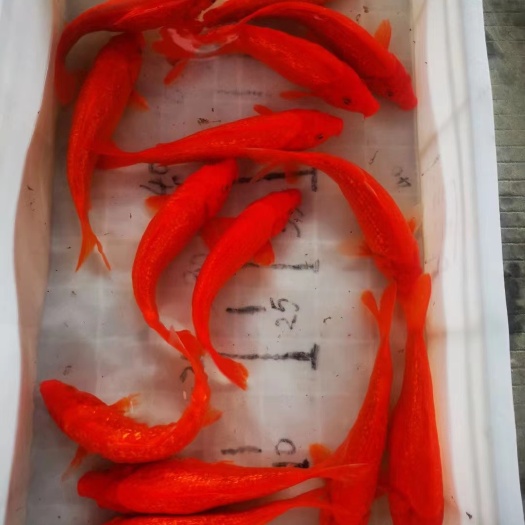 渔场直销当岁精品锦鲤全红火鲤17-20CM