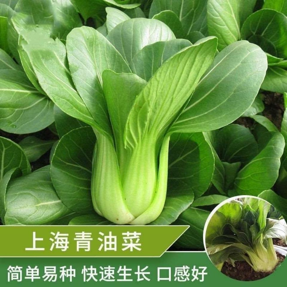 武漢批發上海青種子蔬菜種籽小白菜四季種孑易種基地盆栽都可以