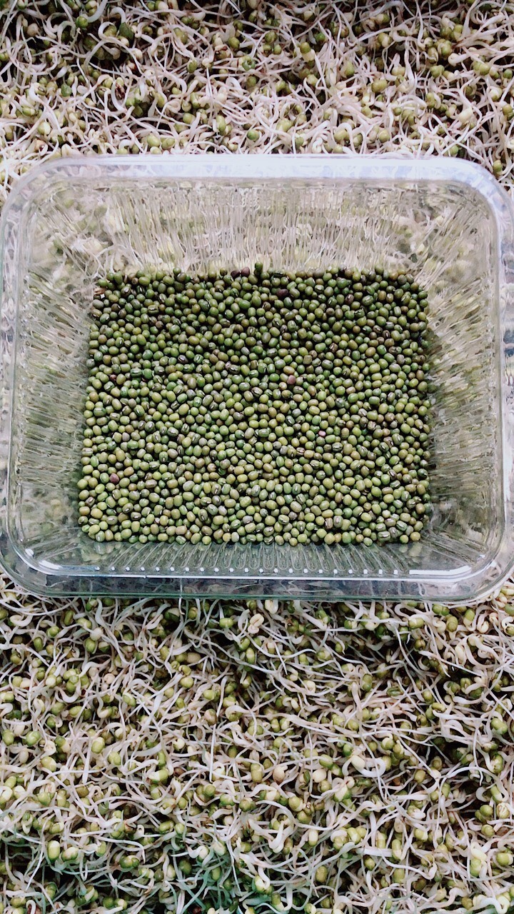 西安绿豆种子 绿豆芽专用种子芽苗菜绿豆芽水培专用种子全国供应发货