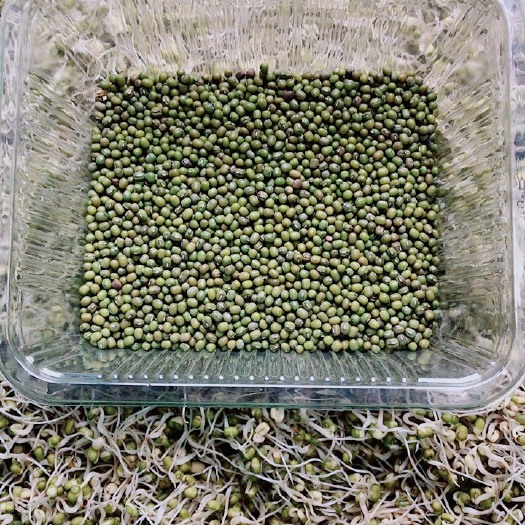西安绿豆种子 绿豆芽专用种子芽苗菜绿豆芽水培专用种子全国供应发货