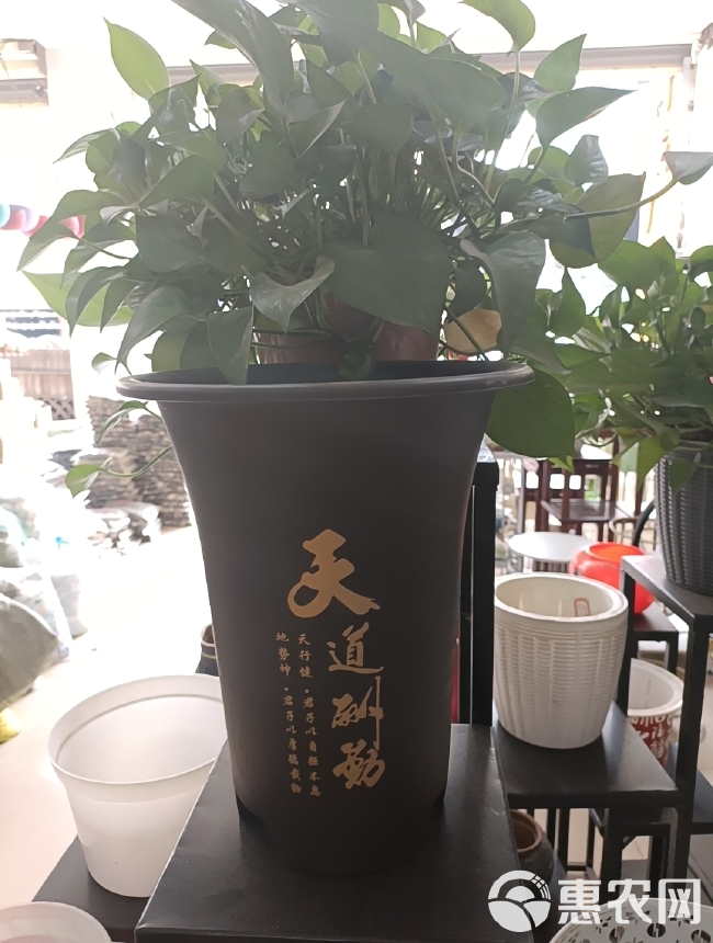 印花兰花盆，新款推荐，磨砂面，质量保证正品保证包邮包损