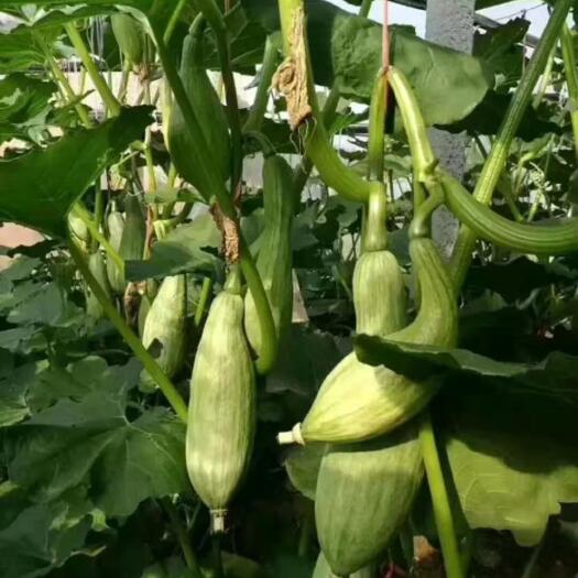 贵族南瓜种子  蜜瓜种子 香甜甘面的南瓜种子新品种