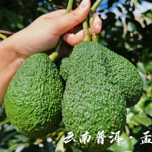 芒市【单果150g左右】哈斯牛油果现果，云南发货，接批发
