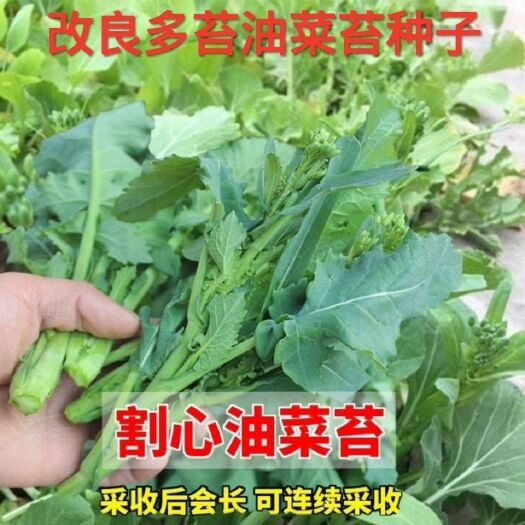 改良割心油菜苔种子油菜心菜薹四季播耐热农家田园阳台蔬菜种籽孑
