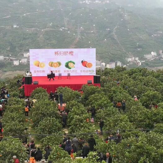 宜昌宜昌蜜橘、脐橙代办一条龙服务（对接、收购、包装、运输）