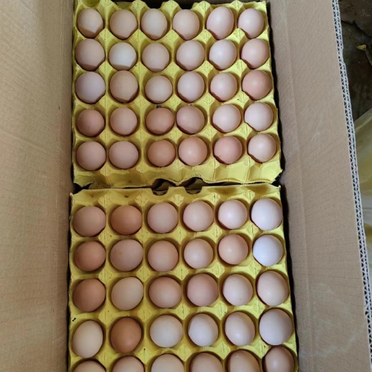 夏邑县出售双色农五  大量现货