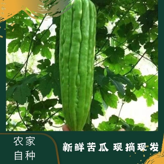 徐闻县新鲜苦瓜，农家自种，大量靓货，欢迎各位老板来订购！