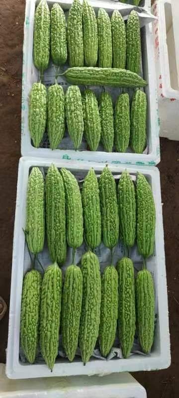 苦瓜