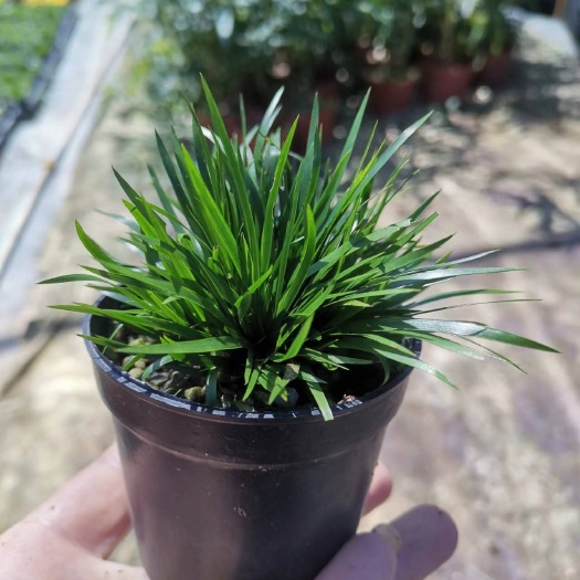 南靖县金钱菖蒲