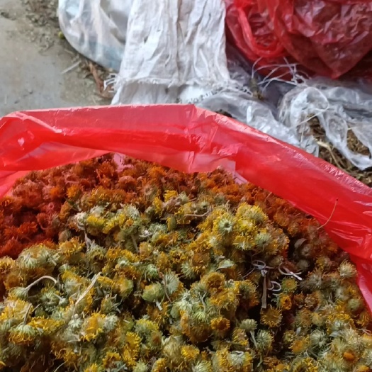 旋复花一一一又称六月花批发入药刚刚的2斤起批