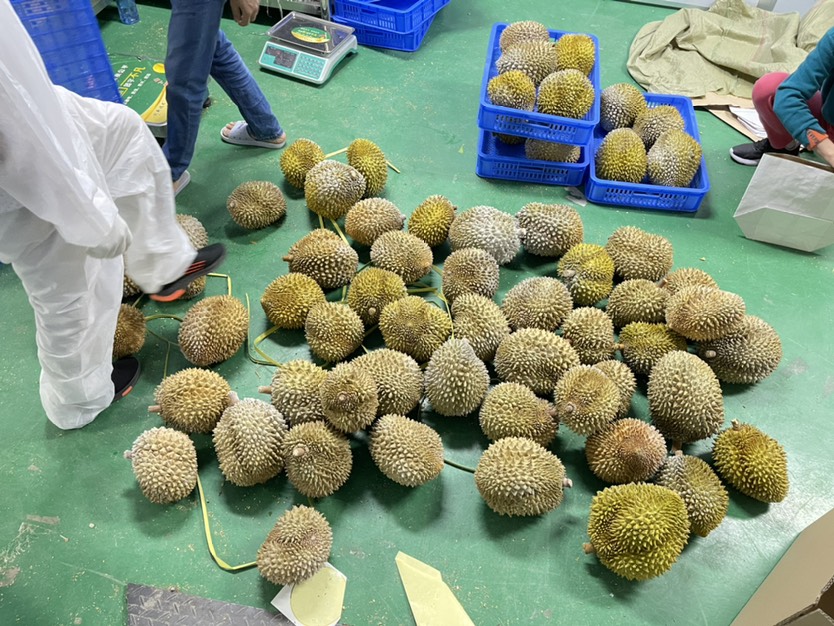 液氮金枕榴莲 液氮榴莲 一手货源长期供应 支持电商一件代发