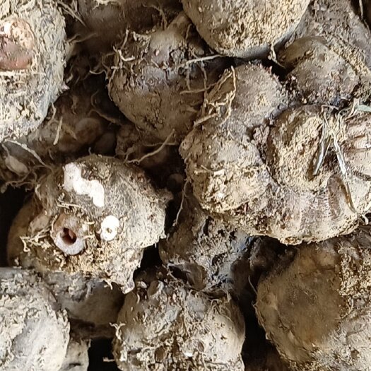 筠连县白魔芋  做魔芋豆腐的专用需要的提前联系